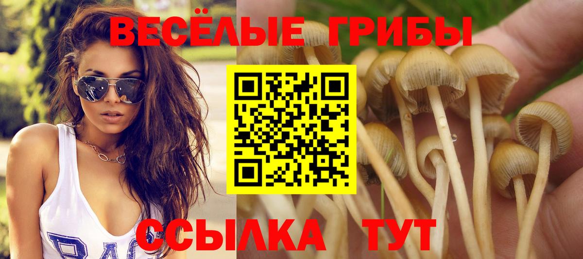 Морозовск  Галлюциногенные грибы прущие грибы  Вход с VPN 